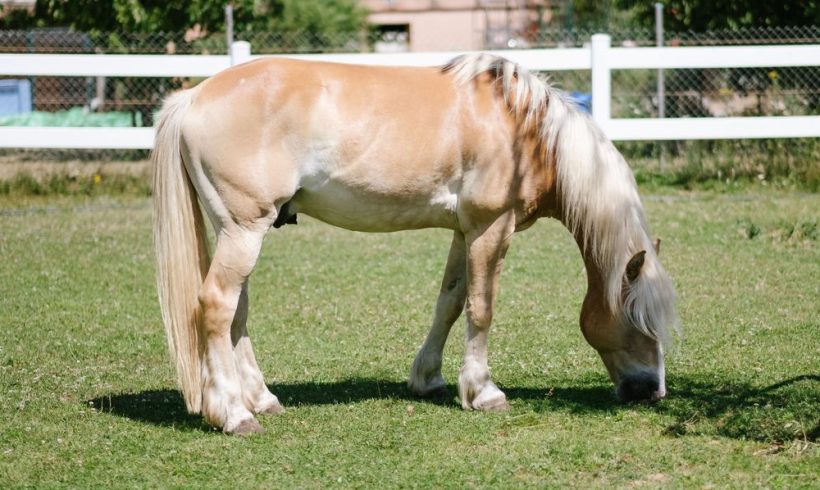 Aron,Haflinger
