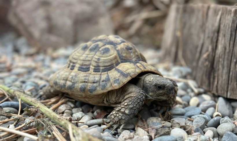 Landschildkröten