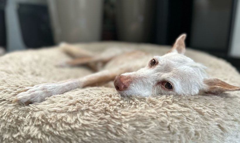 Lou Lou,Podenco