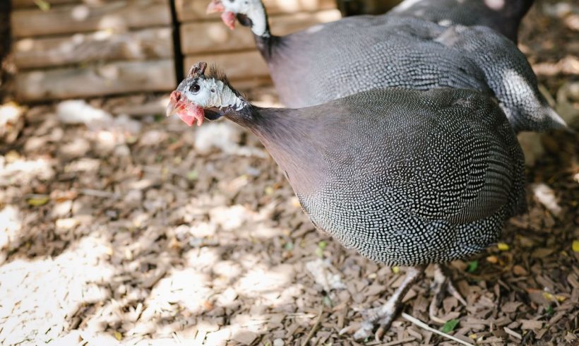 Serengeti † – Manyara † – Tarangire †