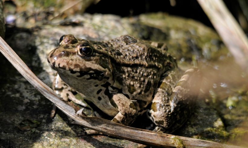 Frosch