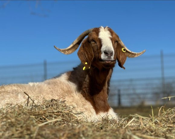 Heidi, Buureziege †