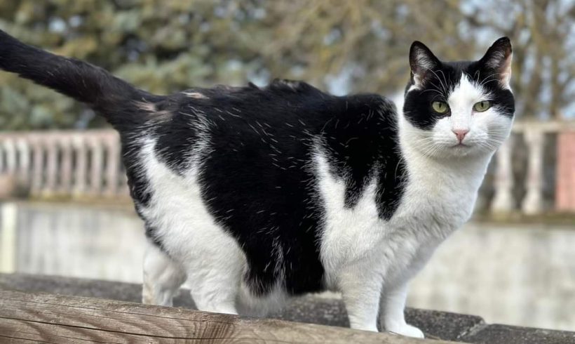 Bernhard,Hofkatze