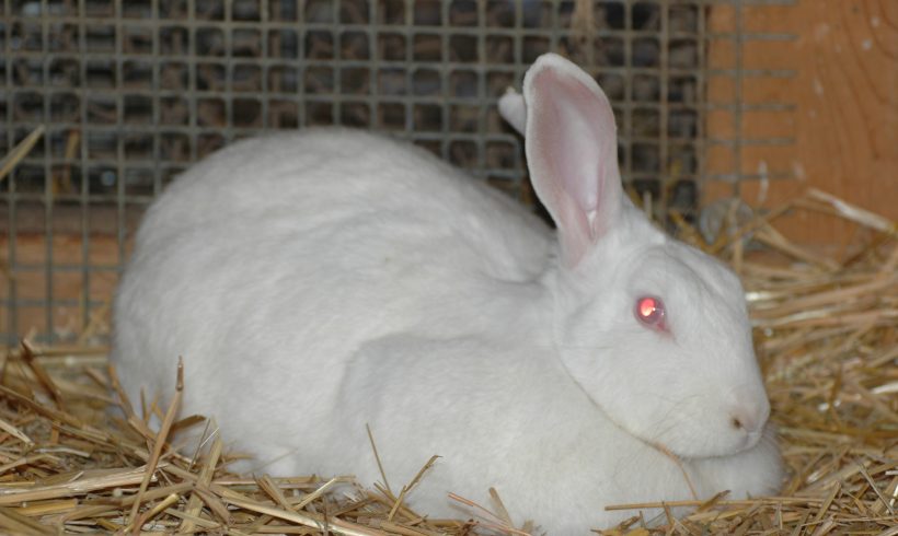 Coco,Laborkaninchen †