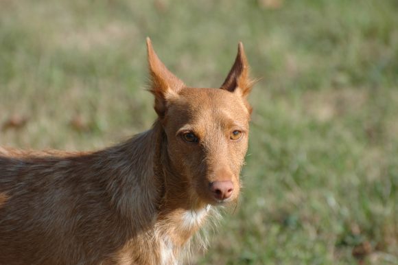 Sonny,Podenco