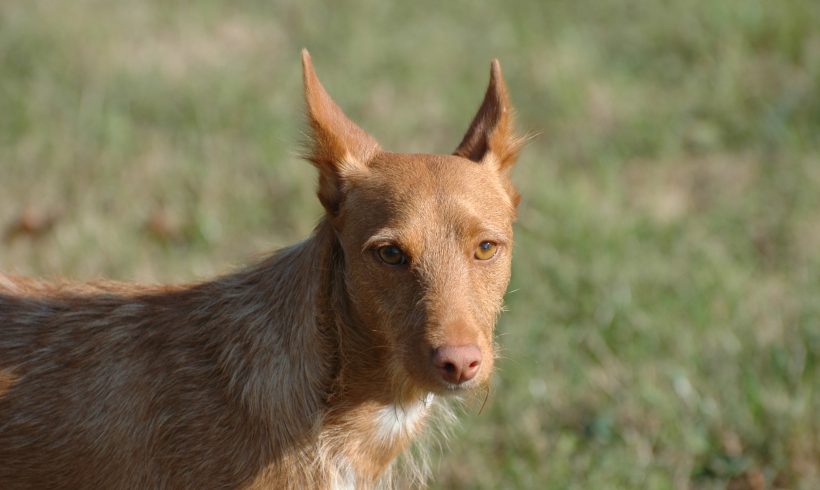 Sonny,Podenco