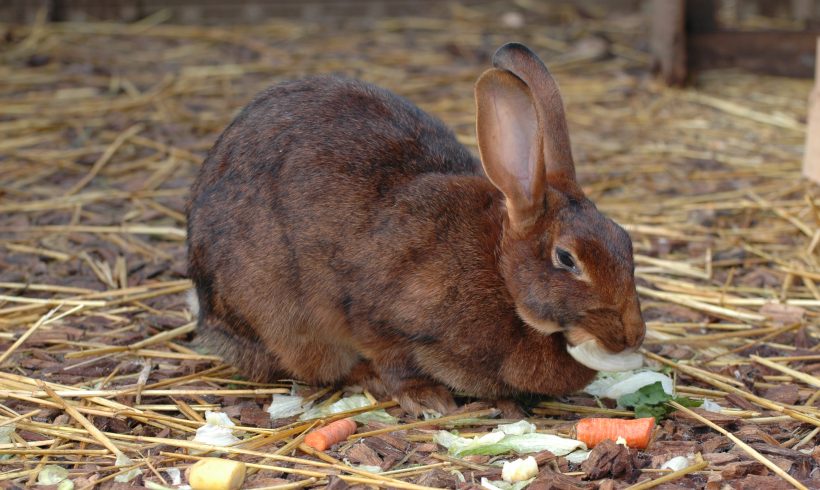 Anna Schlachtkaninchen †
