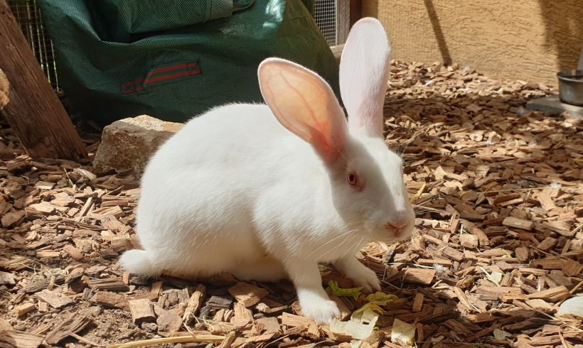 Lisa,Schlachtkaninchen †