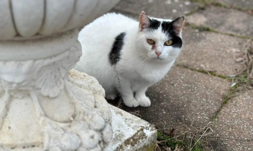 Bianca,Hofkatze