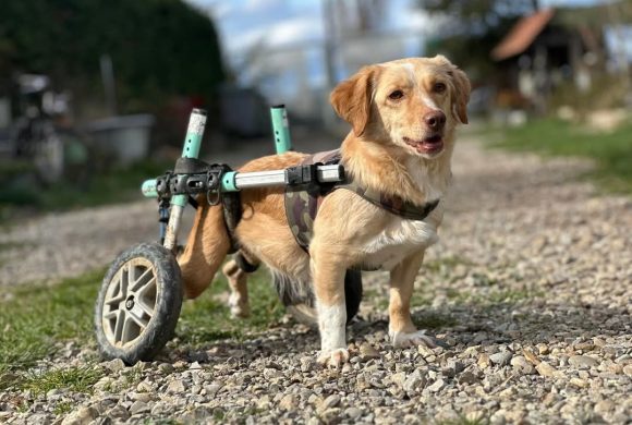 Wir suchen Verstärkung