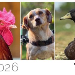 Tierschutzkalender  2026