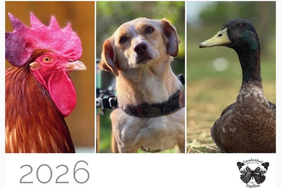 Tierschutzkalender  2026