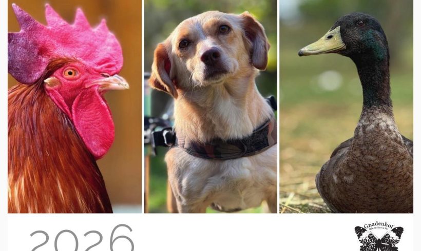 Tierschutzkalender  2026