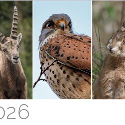 Tierschutzkalender Hunt Watch 2026