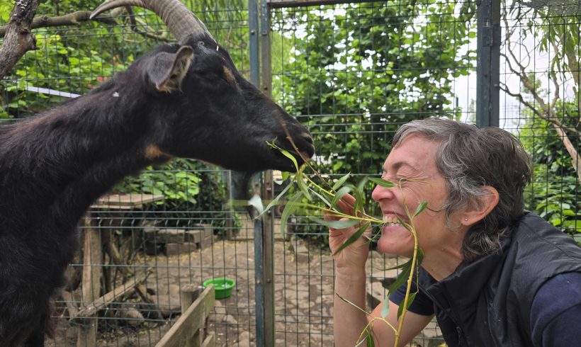 Gibt es das Papillon-Fieber? Gibt es das Papillon-Fieber?