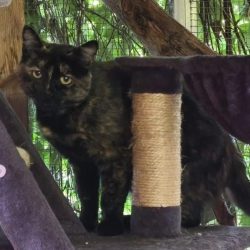 Mimi, Hofkatze