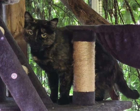 Mimi, Hofkatze