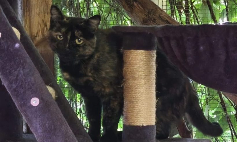 Mimi, Hofkatze