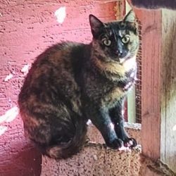 Lotte, Hofkatze