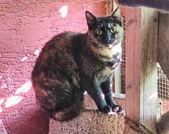 Lotte, Hofkatze