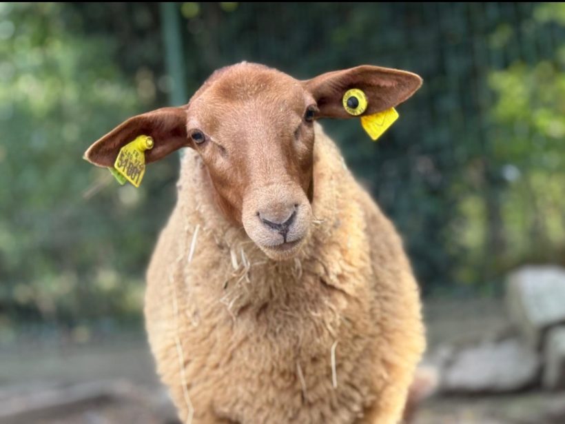 Nanni