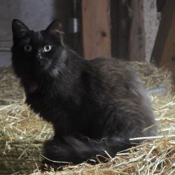 Fanny, Hofkatze