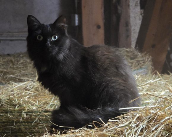 Fanny, Hofkatze