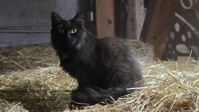 Fanny, Hofkatze