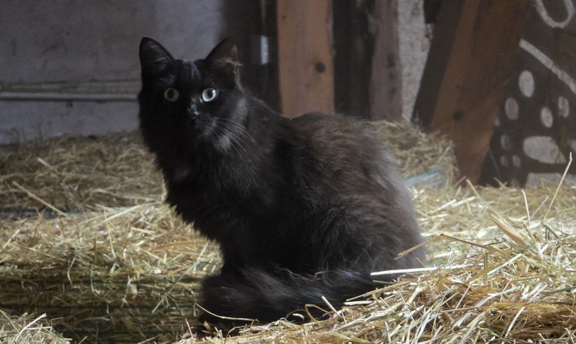 Fanny, Hofkatze