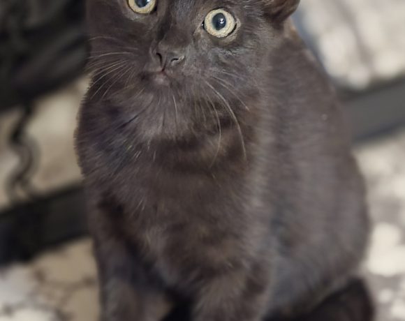 Katzenbabys+ihre Liebevolle Mama Katzenbabys+ihre Liebevolle Mama