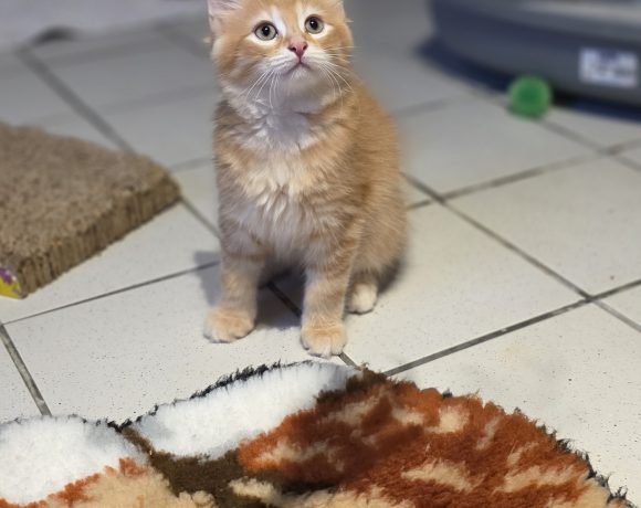 Katzenbabys+ihre Liebevolle Mama Katzenbabys+ihre Liebevolle Mama