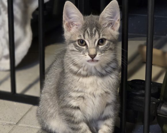 Katzenbabys+ihre Liebevolle Mama Katzenbabys+ihre Liebevolle Mama