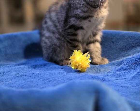 Katzenbabys+ihre Liebevolle Mama Katzenbabys+ihre Liebevolle Mama