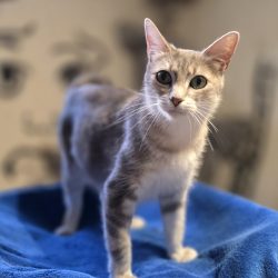 Katzenbabys+ihre Liebevolle Mama