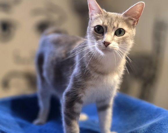 Katzenbabys+ihre Liebevolle Mama Katzenbabys+ihre Liebevolle Mama