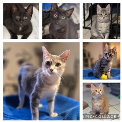 Katzenbabys+ihre Liebevolle Mama