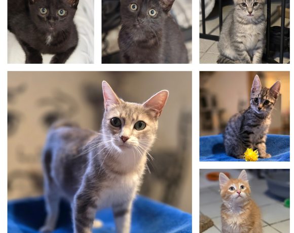 Katzenbabys+ihre Liebevolle Mama