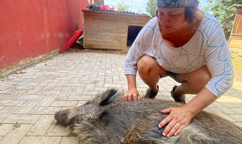 Viele glückliche Momente auf dem Gnadenhof Papillon Viele glückliche Momente auf dem Gnadenhof Papillon