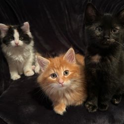 3 Kitten suchen ein Zuhause