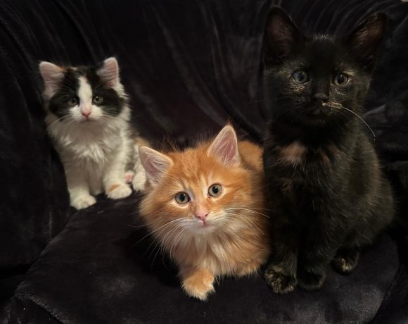 3 Kitten suchen ein Zuhause