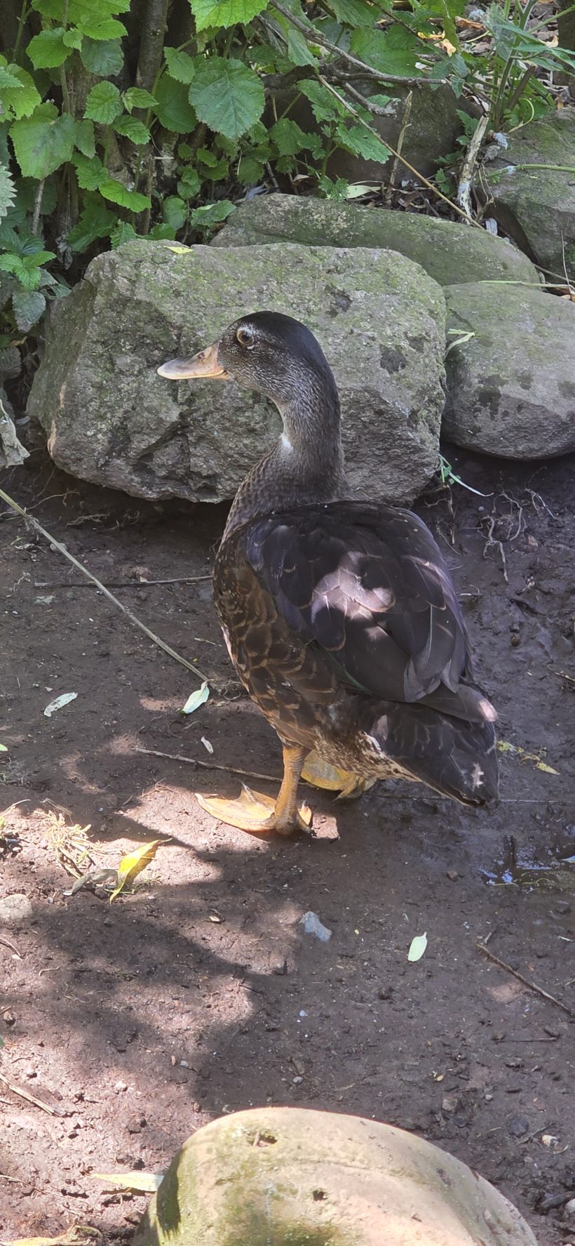 Ducky