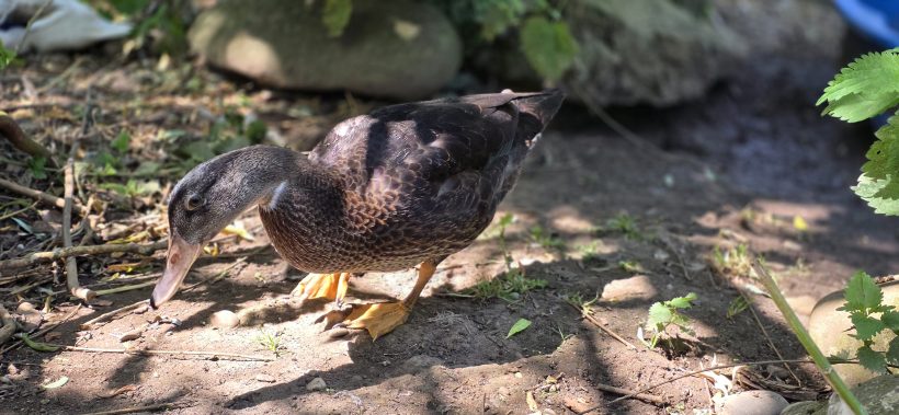 Ducky