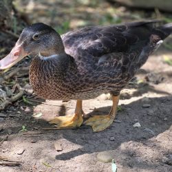 Ducky