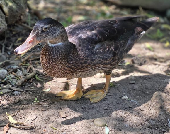 Ducky