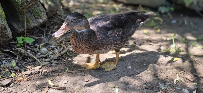 Ducky