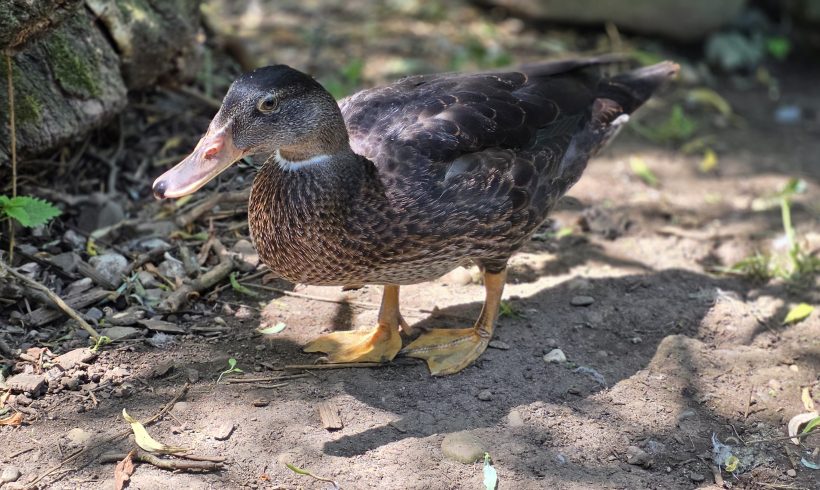 Ducky