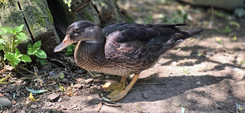 Ducky