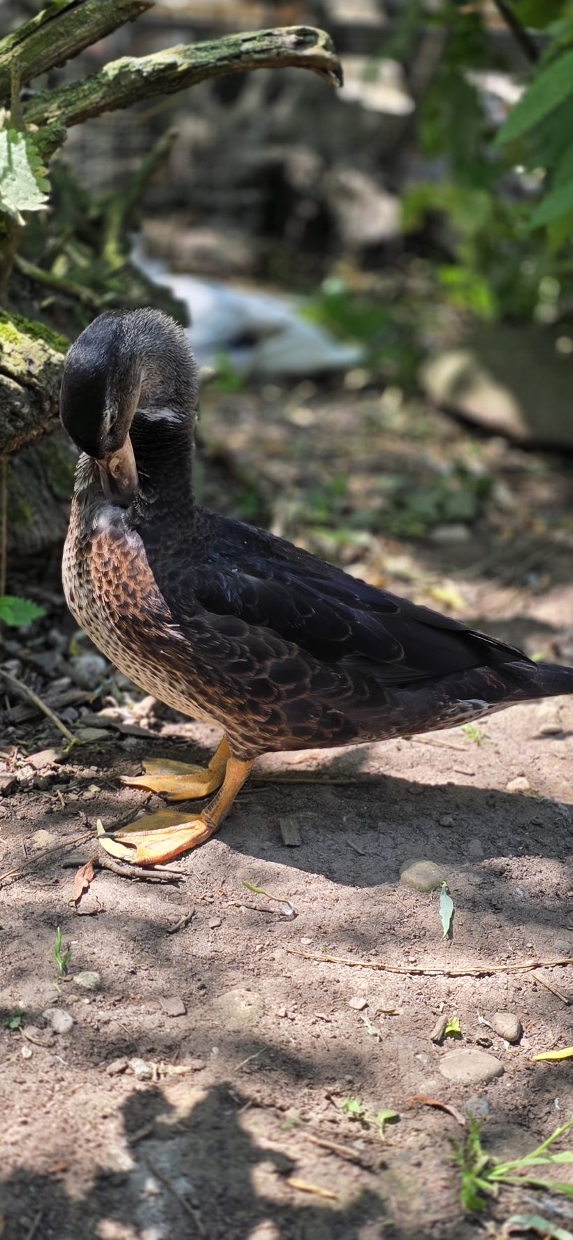 Ducky