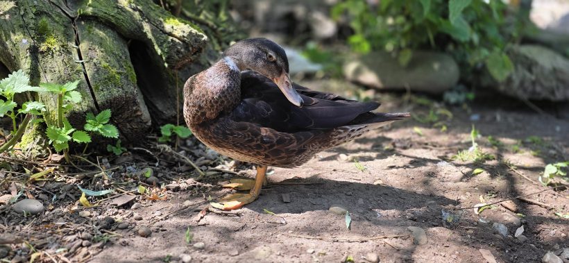 Ducky