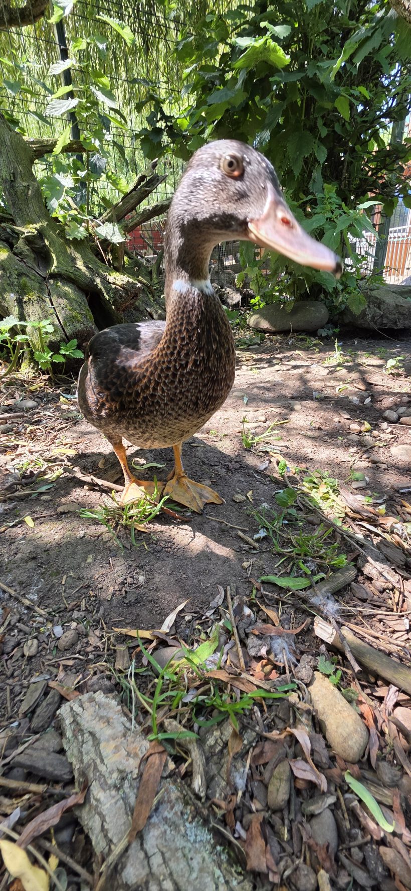 Ducky